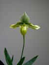 Paphiopedilum venustum var. album (Schwerter Orchideenzucht) 